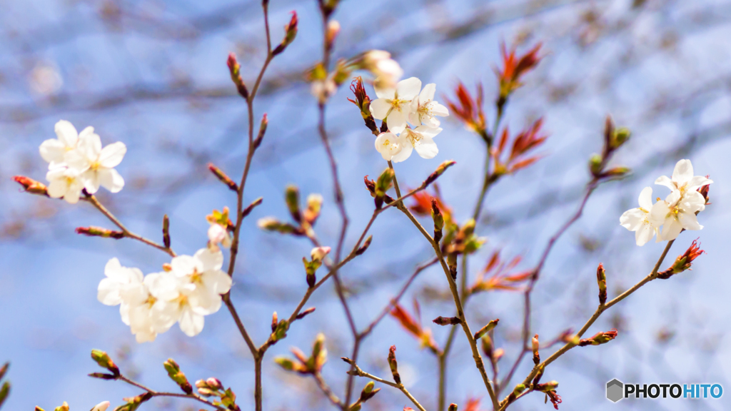 春の訪れ～ヤマザクラの花におもひをいだいて