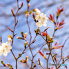 春の訪れ～ヤマザクラの花におもひをいだいて