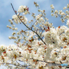 春の訪れ～皇居東御苑の花たち