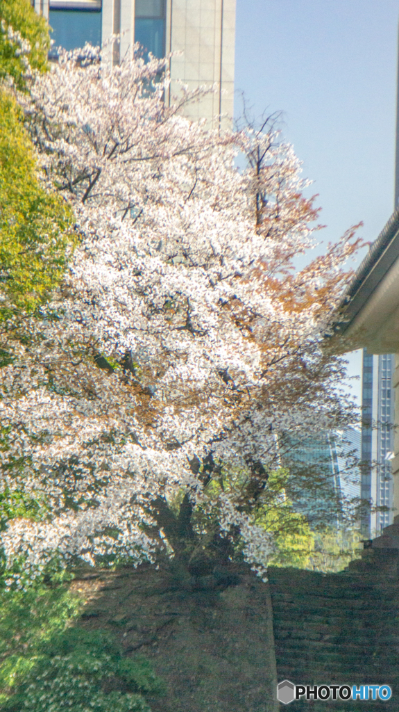 春の訪れ～皇居東御苑の花たち