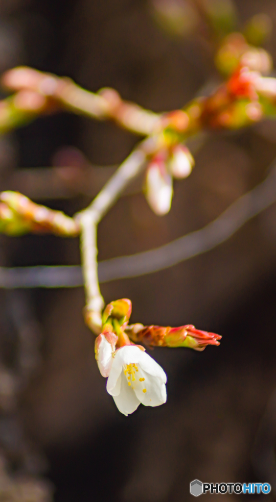 春の訪れ～ヤマザクラの花におもひをいだいて