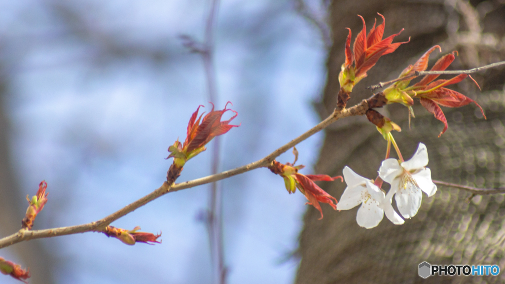 春の訪れ～ヤマザクラの花におもひをいだいて