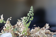 仕事場の観葉植物