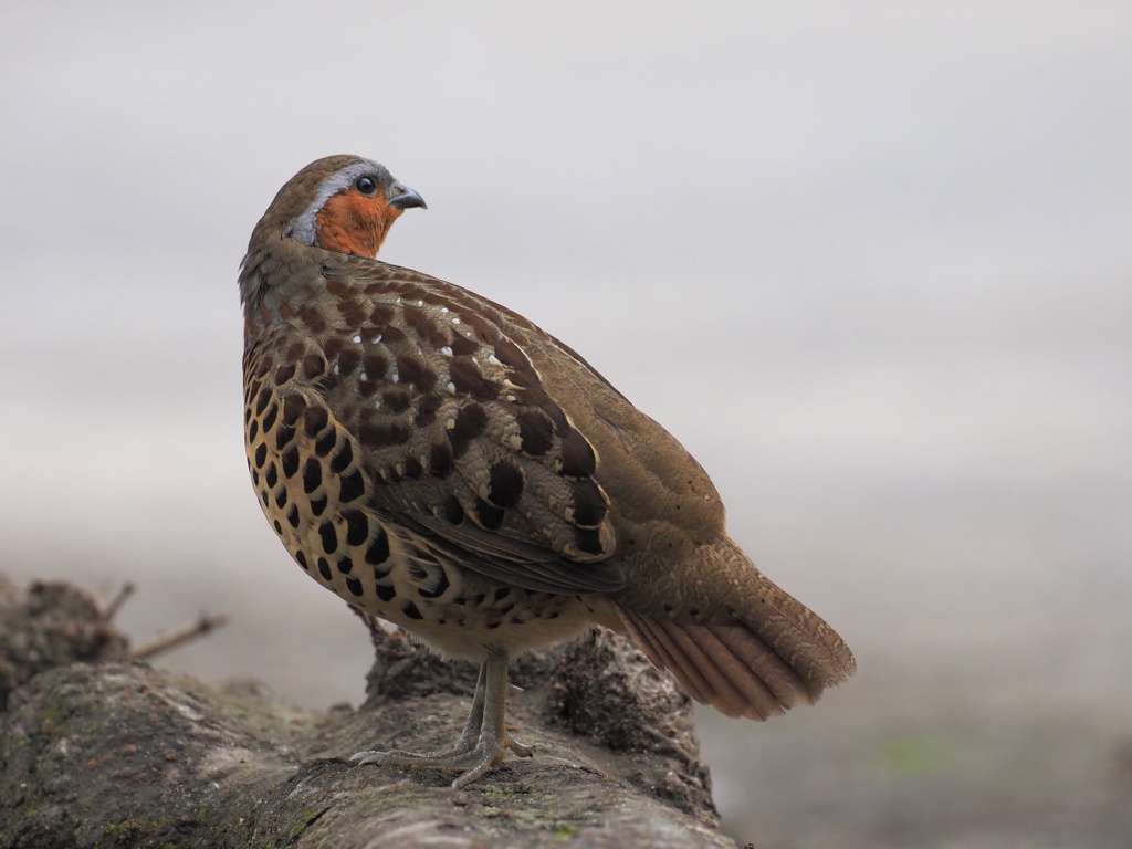 新しい機材のテスト