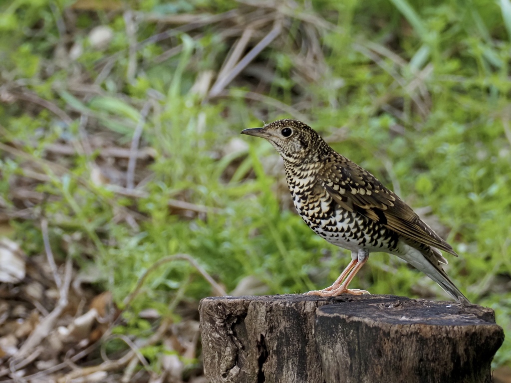 今季初トラツグミ