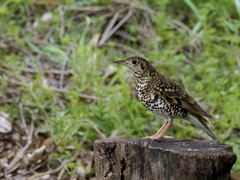 今季初トラツグミ