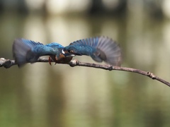 プロキャプチャーモード