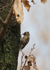 元気なコゲラ