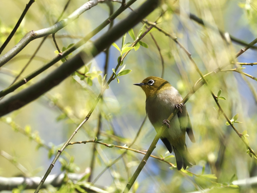 新緑の柳にメジロ