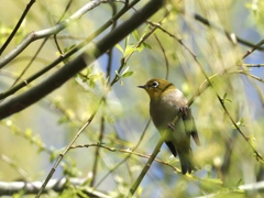 新緑の柳にメジロ