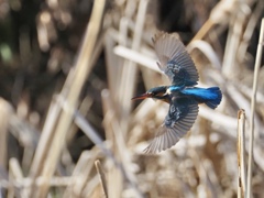 もう少し光が良ければ