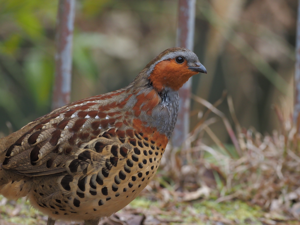 条件次第で良好