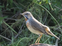 オガワコマドリ