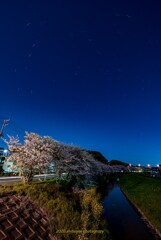星景桜