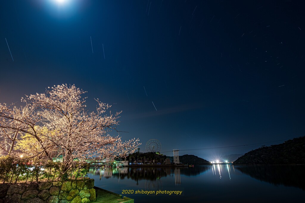 星景桜　浜名湖パルパル