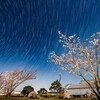 星景桜