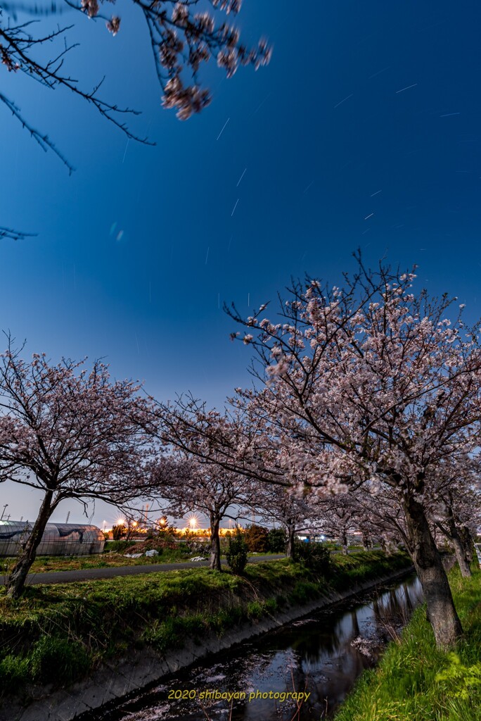 星景桜