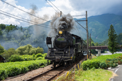 茶畑を行く機関車