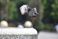 羽ばたけ、鳩よ