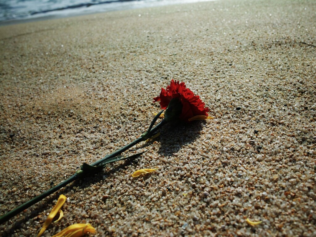 砂浜に…