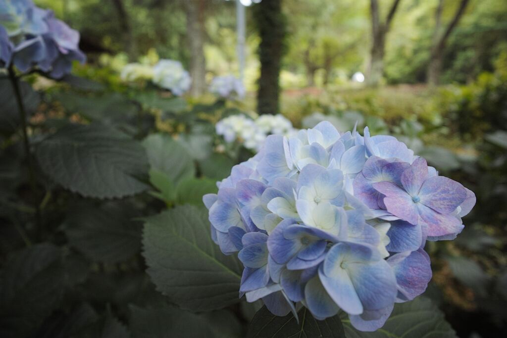 いつもの紫陽花②