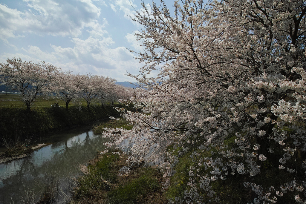 川沿いの桜