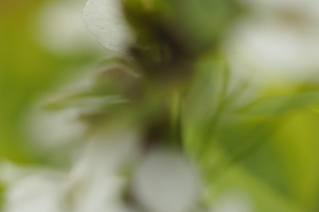 ユキヤナギです