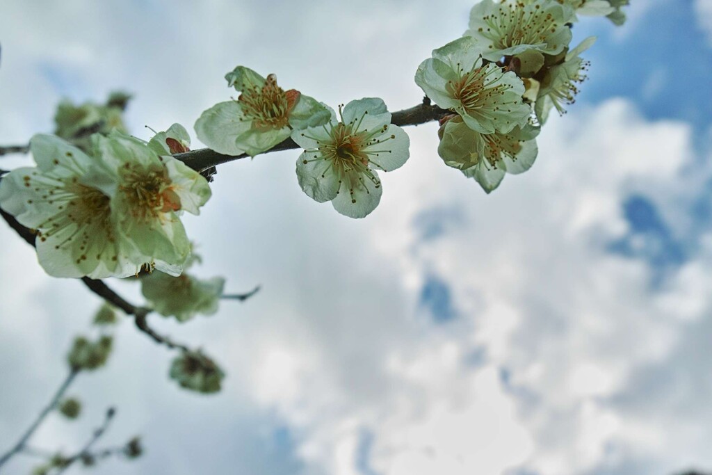 梅と青空