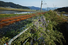 線路と藤の花