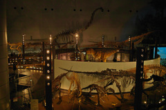 恐竜博物館①