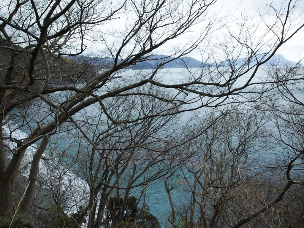 木と海と