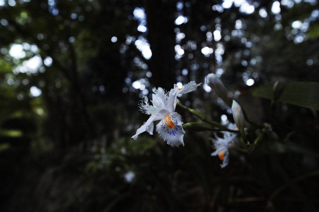 シャガの花