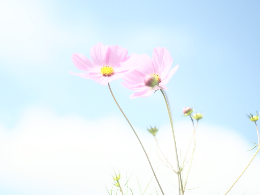 ふわり青空と秋桜