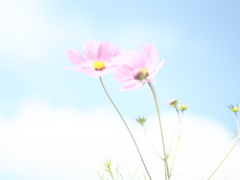 ふわり青空と秋桜