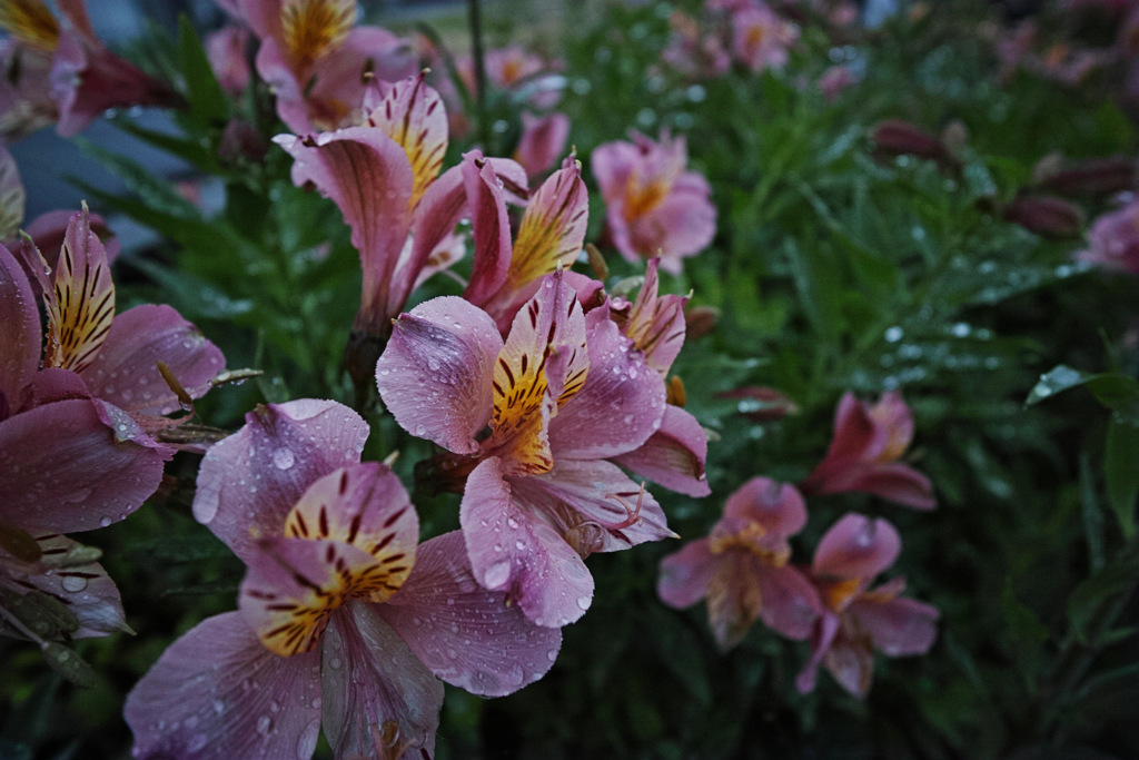 雨の夕暮れの花