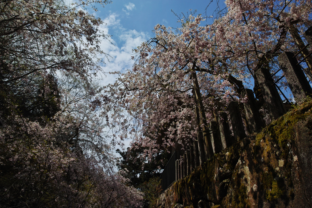 しだれ桜のトンネル