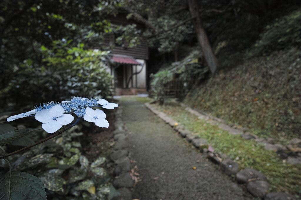花が案内してくれたよ