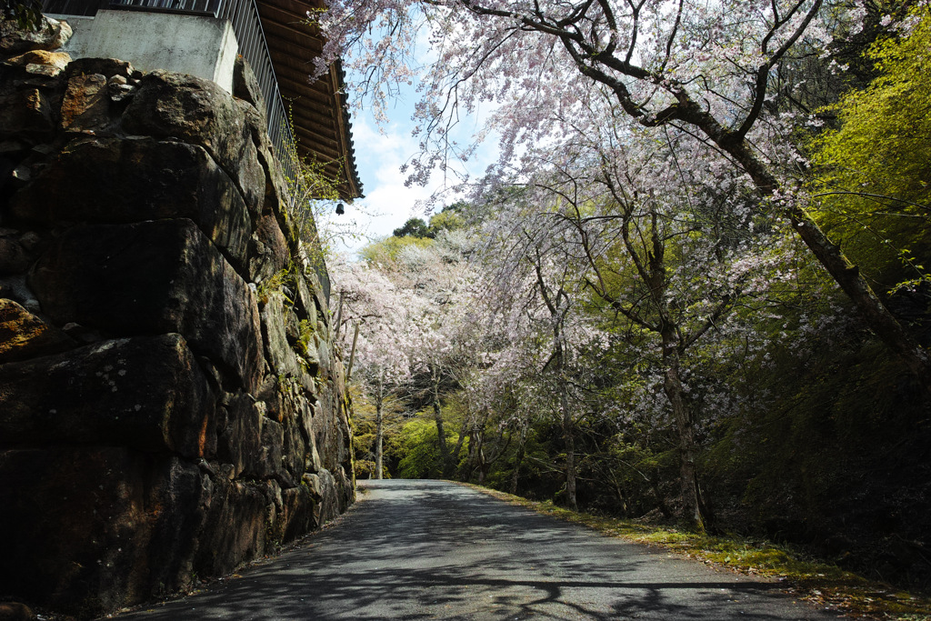 枝垂桜と坂