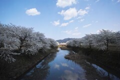 川沿いの桜と青空