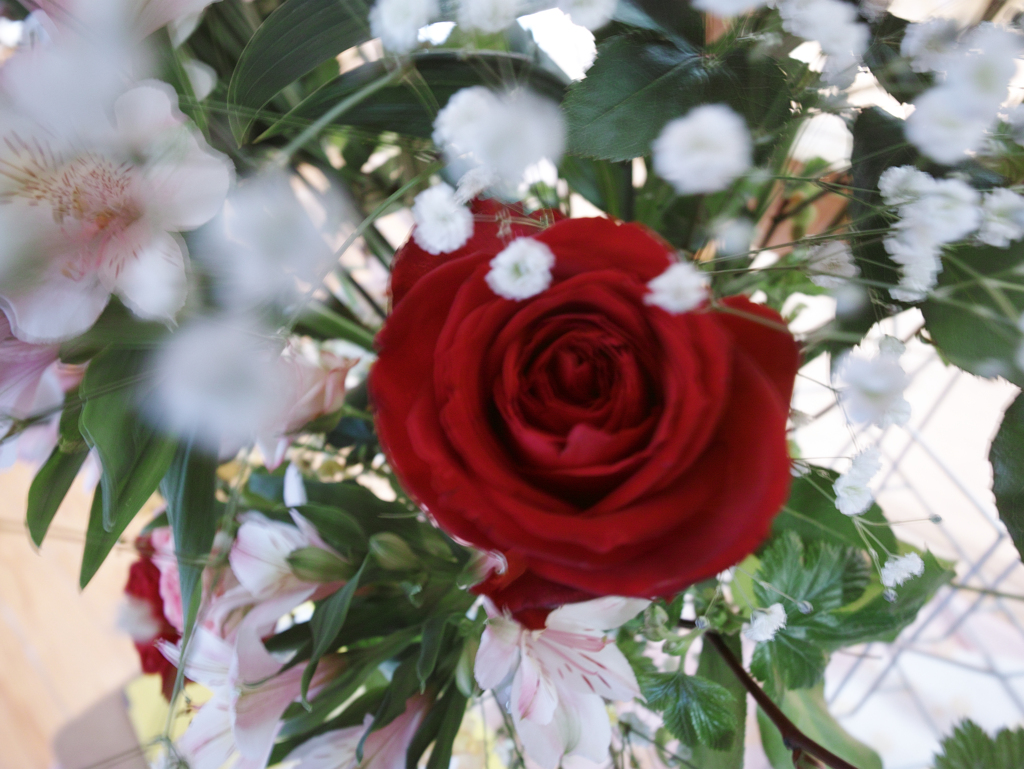 紅い薔薇