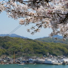 さくらと海