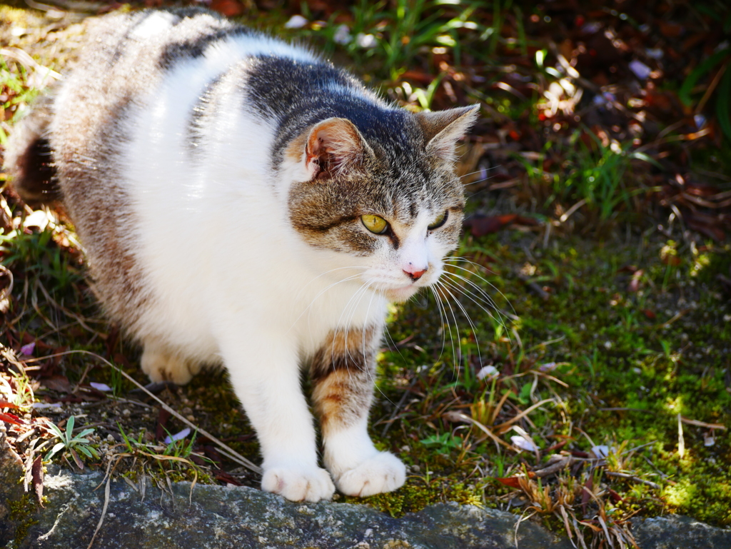 ねこちゃん