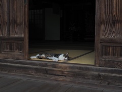 寺院の猫　その2