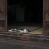 寺院の猫　その2
