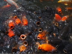 鯉の群れ