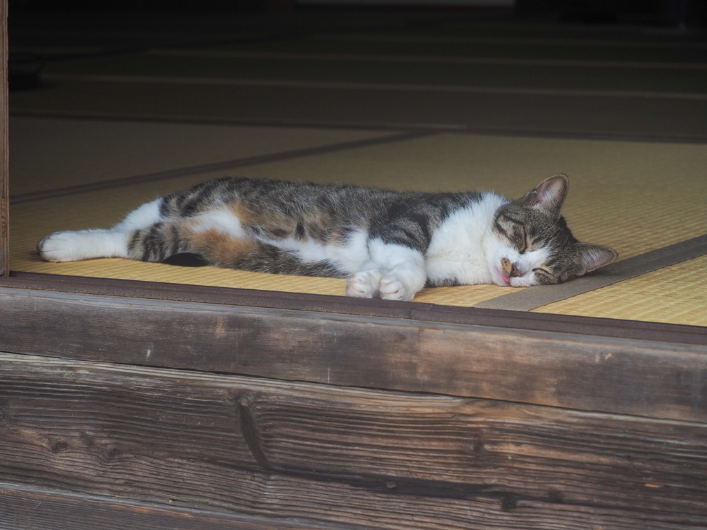 立ち寄った寺院の猫