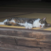 立ち寄った寺院の猫