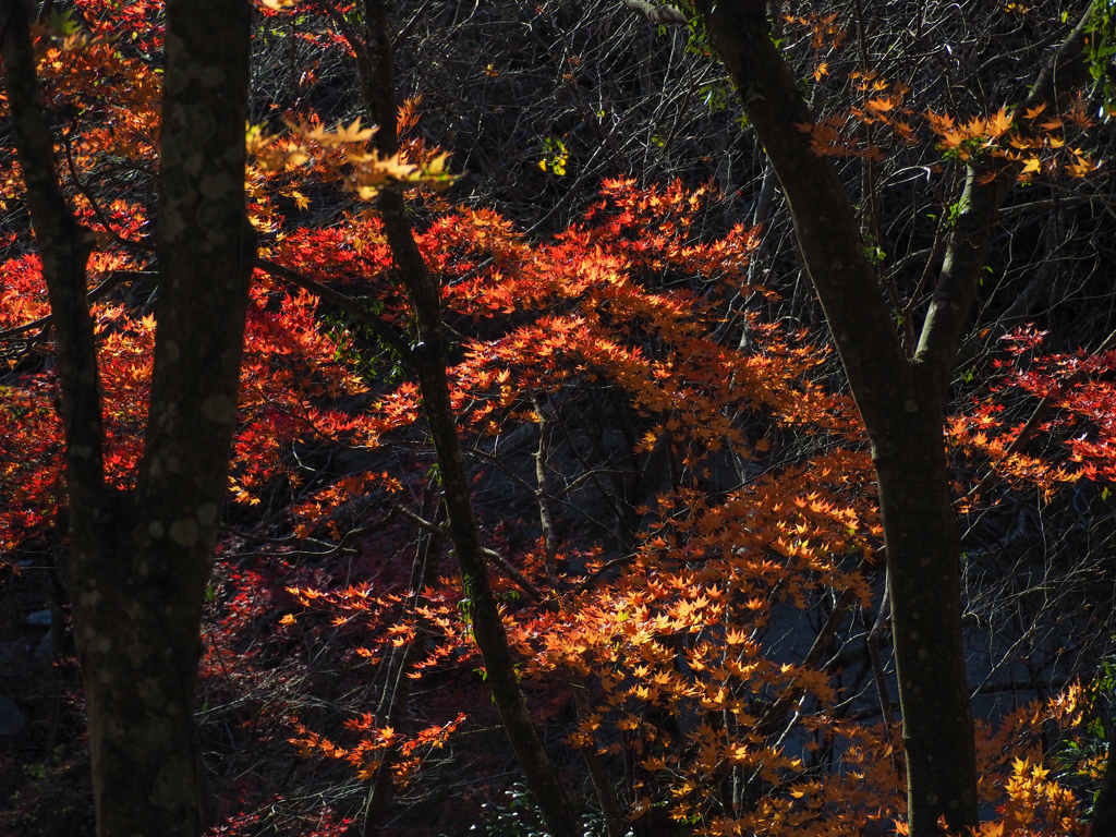 紅葉