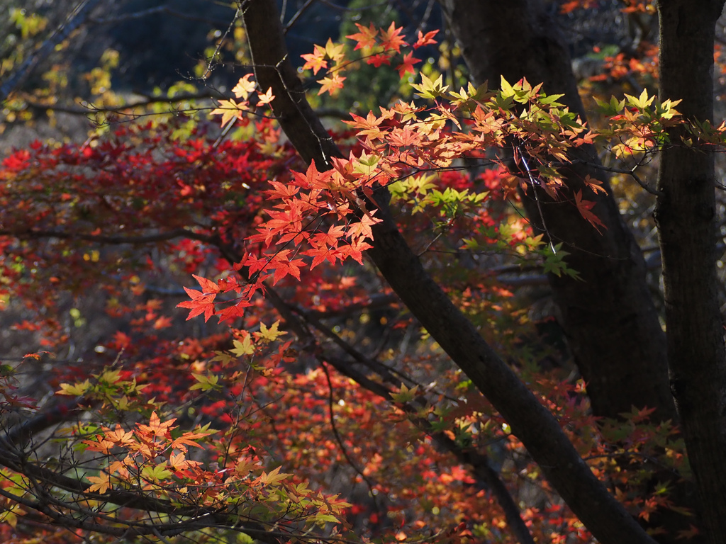 紅葉