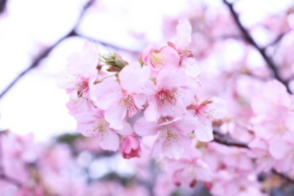 ふんわり桜